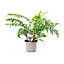 Tree Fern Dicksonia antarctica in a 17cm Pot - Garden Ready Potted Tree Ferns for Gardens and Homes - Exotic Plants for UK Gardens