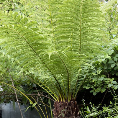 Tree Fern Plant - 40-50cm In Height - Dicksonia Antarctica In a 17cm pot