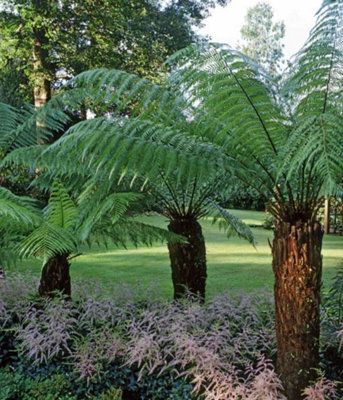 Tree Fern Plant - 40-50cm In Height - Dicksonia Antarctica In a 17cm pot - 3