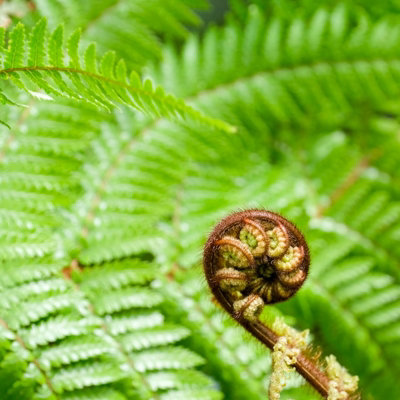 Tree Fern Plant - 40-50cm In Height - Dicksonia Antarctica In a 17cm pot - 5