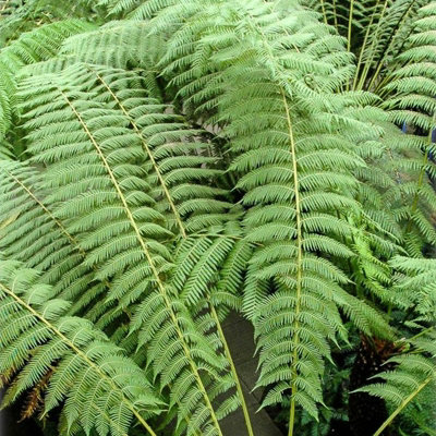 Tree Fern Plant - 40-50cm In Height - Dicksonia Antarctica In a 17cm pot - 7
