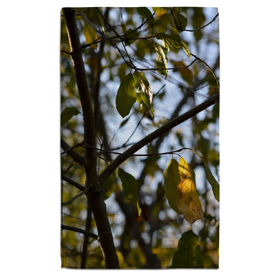 Tree leaves in the sunshine nature photography, leaves and branches (Bath Towel) / Default Title Price Comparisons | Compare The Build
