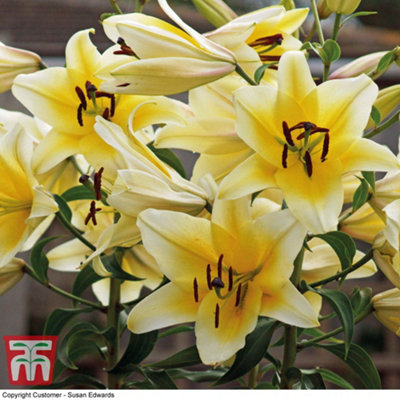 Tree Lily Collection 18 Bulbs (3 varieties) | DIY at B&Q