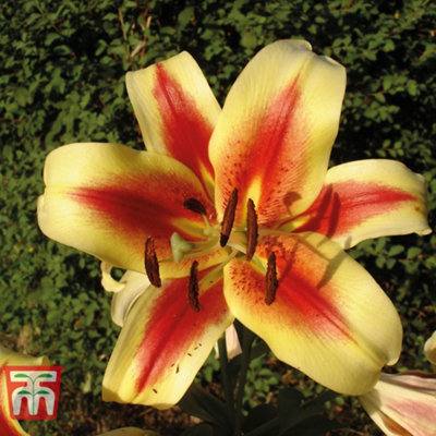 LILY です Van Zyverden Lilies Oriental Stargazer, 2 Bulbs, Multi-color
