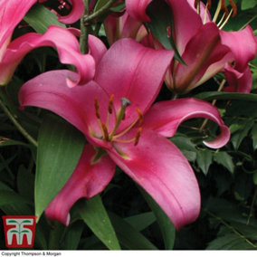 Tree Lily 'Pink Panther' - 3 Summer Flowering Bulbs