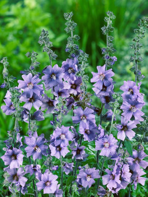 Tree Mallow Lavatera 'Blue Bird' Malva in a 3L Pot