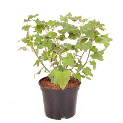 Tree Mallow Lavatera 'Blue Bird' Malva in a 3L Pot