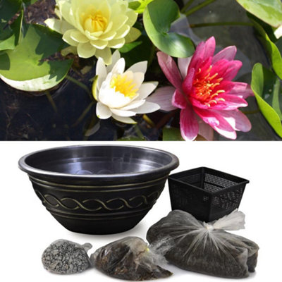 Trio Waterlily Pond Basket + Black and Gold Patio Pond Potted Plant