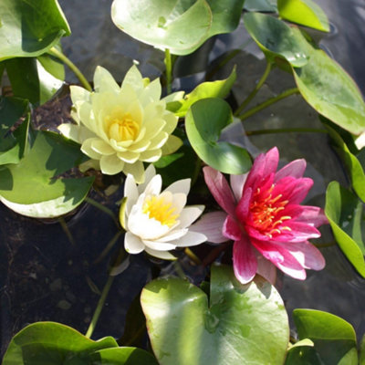 Trio Waterlily Pond Basket + Black and Gold Patio Pond Potted Plant