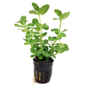 Tropica Bacopa caroliniana Live Aquatic Plant Mini Pot