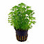 Tropica Limnophila sessiliflora Live Aquatic Plant Pot