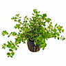 Tropica Rotala rotundifolia Live Aquatic Plant Pot