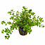 Tropica Rotala rotundifolia Live Aquatic Plant Pot