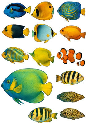 Tropical Fish Sea Nemo Wall Stickers Art Decal
