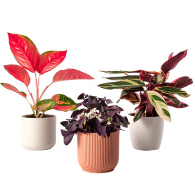 Tropical Indoor Mix - Aglaonema, Oxalis, Triostar Collection, Vibrant Decor (12cm)