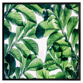 Tropical palm (Picutre Frame) / 20x20" / White