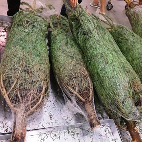 True Products 45cm Christmas Tree LZ Netting - 2000m Bale for trees 6ft to 8ft