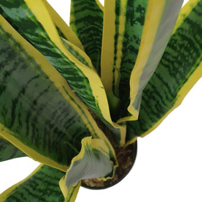 succulent aloe plant Aloe dorotheae