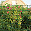 True Products Climbing Plant Support Mesh Pea Bean Garden Trellis - 50mm x 50mm - Green - 0.5m x 5m