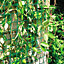 True Products Climbing Plant Support Mesh Pea Bean Garden Trellis - 50mm x 50mm - Green - 1m x 25m