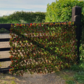 True Products Premium Expanding Willow Trellis Fence - Artificial Red Tip Photinia Garden Wall Screening
