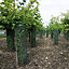 True Products Tree Guard Protection - 50m Roll - Green - 0.6m x 50m