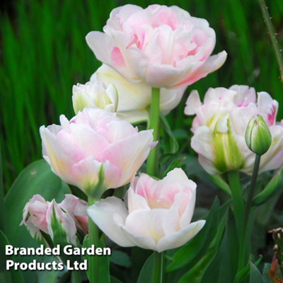 Tulip Angelique 64 Spring Flowering Bulbs