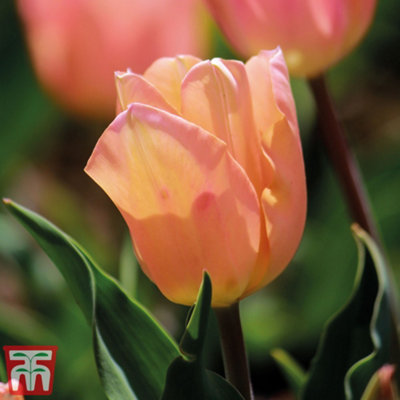 Tulip Apricot Beauty 10 Bulbs (Size 10/11)