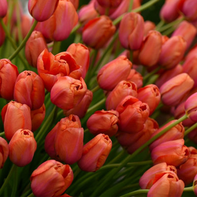 Tulip Avignon 64 Bulbs (Size 11/12)