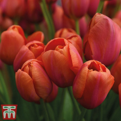 Tulip Avignon 8 Bulbs (Size 11/12) - 3