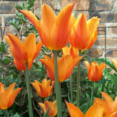Tulip Ballerina Flowering Bulbs - Graceful Orange Blooms (25 Pack)