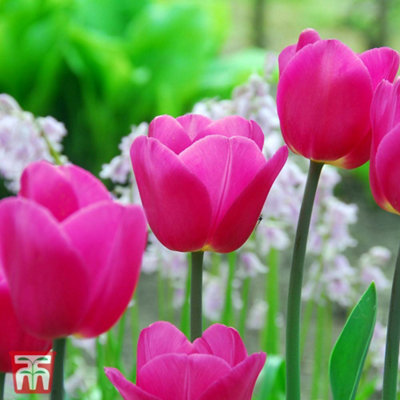Tulip Barcelona 32 Bulbs (Size 11/12)