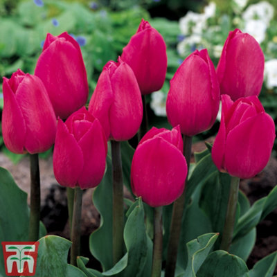 Tulip Barcelona 32 Bulbs (Size 11/12)