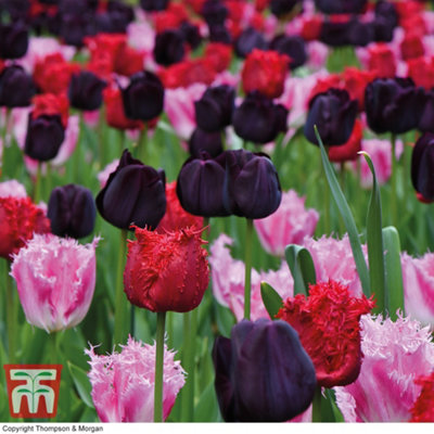 Tulip Berry Sorbet 16 Spring Bulbs