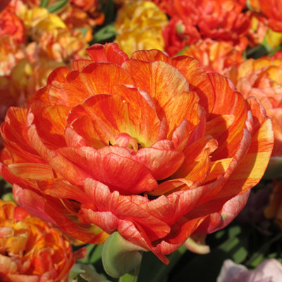 Tulip Big Giant 10 Bulbs (Size 11/12)