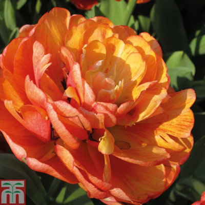 Tulip Big Giant 10 Bulbs (Size 11/12)