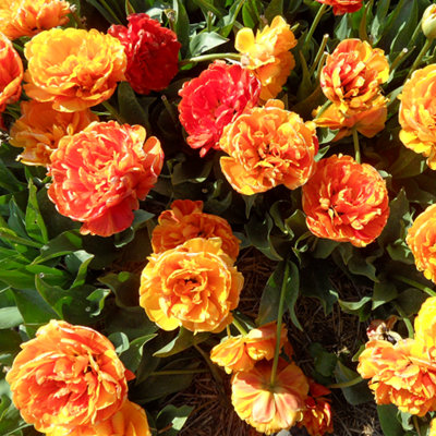 Tulip Big Giant 10 Bulbs (Size 11/12) - 4