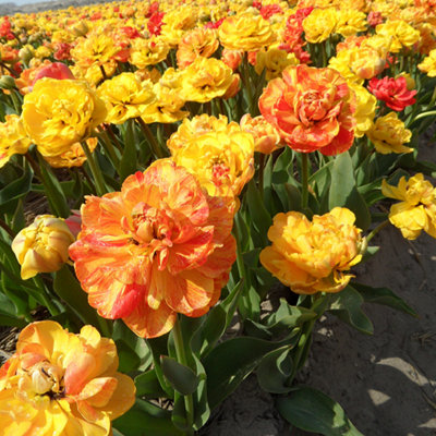 Tulip Big Giant 10 Bulbs (Size 11/12) - 6