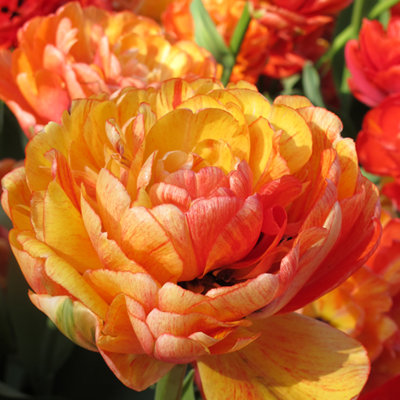 Tulip Big Giant 20 Bulbs (Size 11/12)