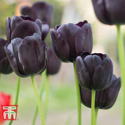 Tulip Black Satin 16 Spring Flowering Bulbs