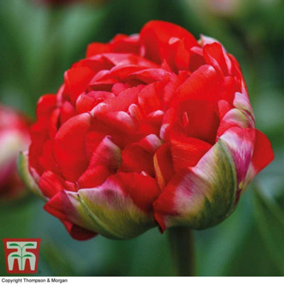 Tulip Boombastic Red - 5 Spring Flowering Bulbs