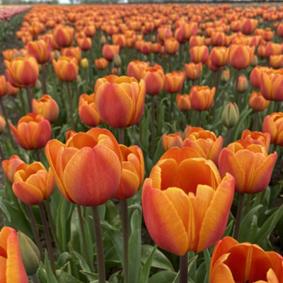 Tulip Bronze Perfection 8 Bulbs