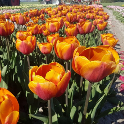 Tulip Bronze Perfection 8 Bulbs - 3
