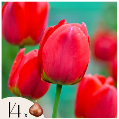 Tulip bulbs - 14 pcs. - Tulipa Red Impression - Flower Bulbs - Red