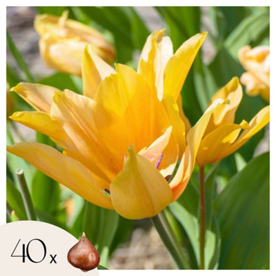 Tulip bulbs - 40 pcs. - Tulipa Prastants Shogun - Flower Bulbs