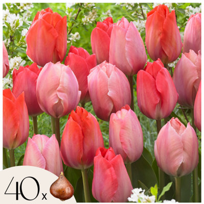 tulip-bulbs-40-pcs-tulipa-
