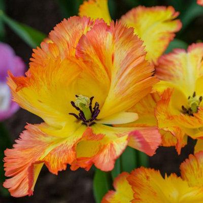 Tulip Caribbean Parrot 10 Bulbs (Size 11/12)