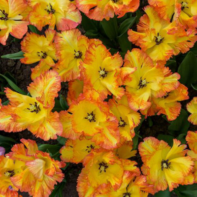 Tulip Caribbean Parrot 5 Bulbs (Size 11/12)