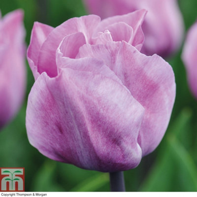 Tulip Carre 32 Spring Flowering Bulbs(Size 11/12)