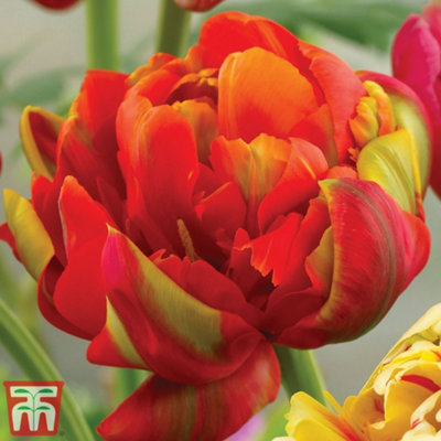 Tulip Colour Carnival 32 Bulbs (Size 11/12)